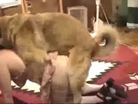 [ Bestiality Movie ] On a red carpet with a dog wang